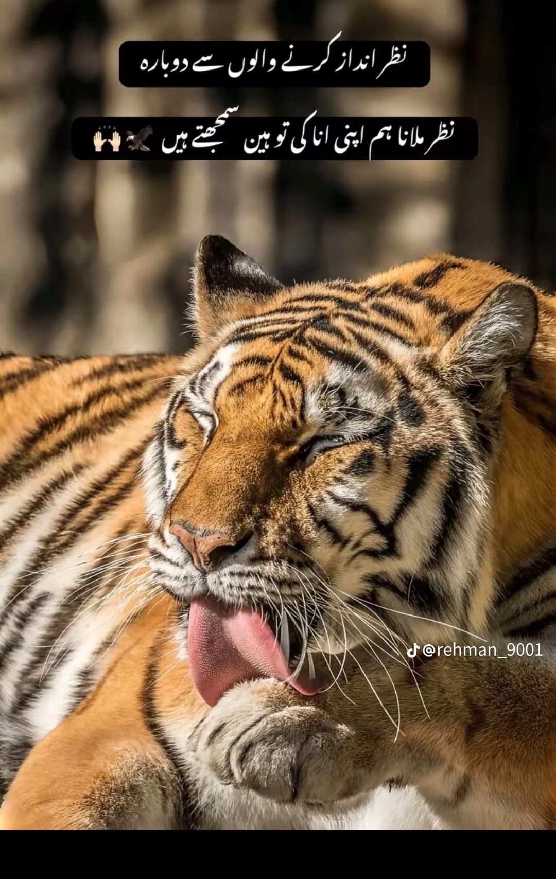 Shafqat Mayo - Groom